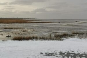 В Кронштадте заметили семью лебедей, один из которых, предположительно, травмирован. Петербуржцы беспокоятся, что они птицы могут вмерзнуть в лед